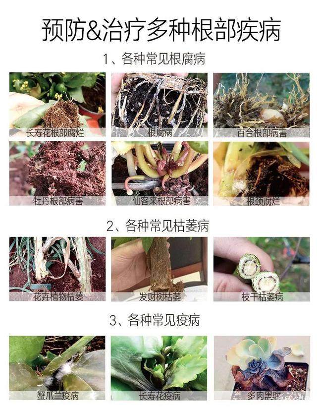 家养盆栽植物图片：打造绿色生活空间的秘密武器