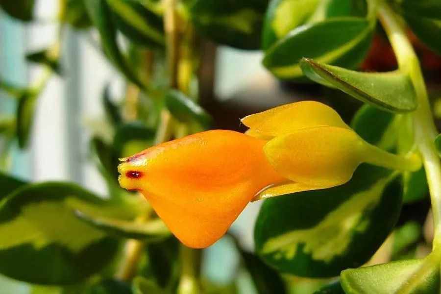 桃花叶子特点：揭开春日花海的秘密