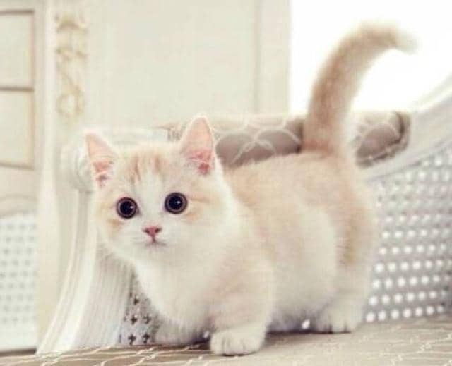 猫咪什么时候会掉胡子