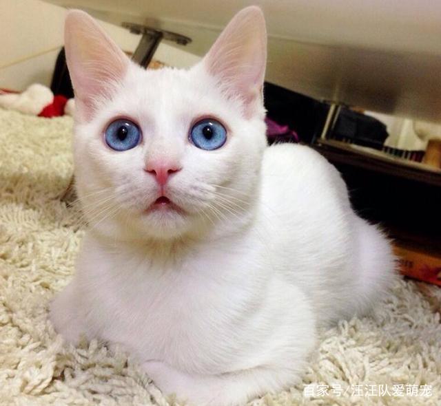 狗狗弓形虫驱虫药：守护宠物健康的秘密武器